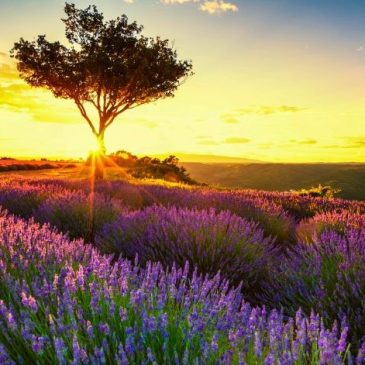 Provence – O lindo condado francês.